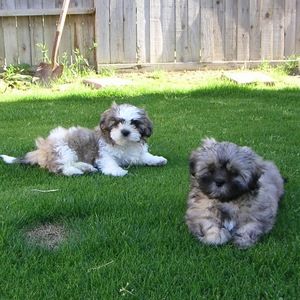 Meet your Posher, Tracy